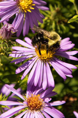 Bee on Flower-3062.jpg
