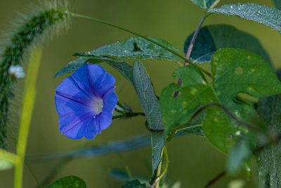 Blue Flower-2941.jpg