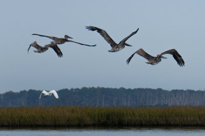 Pelicans + Egret-4523.jpg