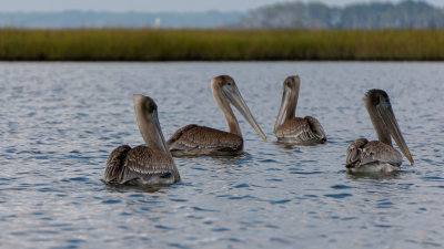 Four Pelicans-4513.jpg