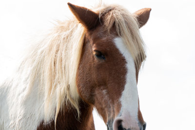 Pony without a nose-4478.jpg