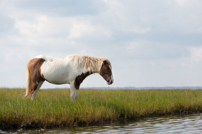 Pony on the edge-4486.jpg