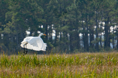 Taking Flight 2-4421.jpg