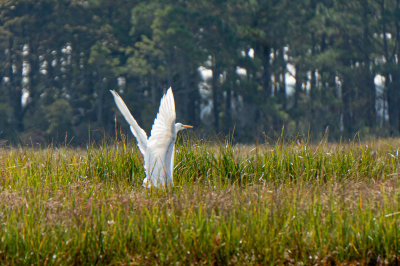 Taking Flight-4417.jpg