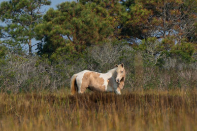 First Pony-4405.jpg