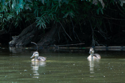 Baby Mallards 10June2022-4919.jpg