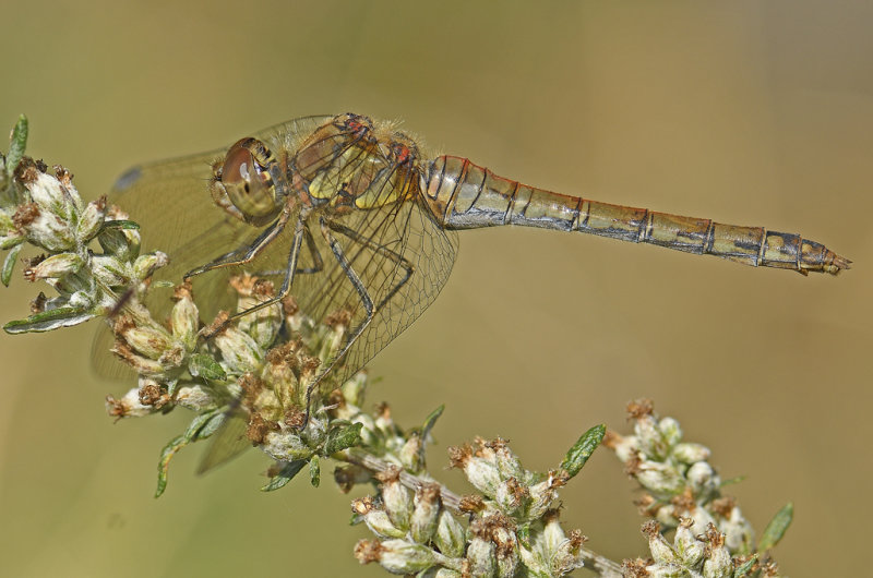 Uk 2020 Crickets & Dragonflies