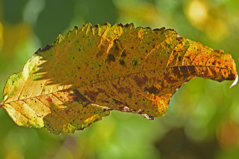Autumn