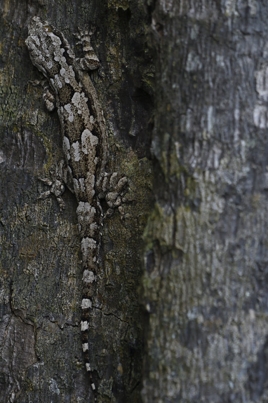 Bark Gecko