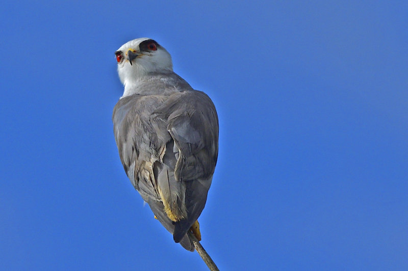 Black Winged Kite