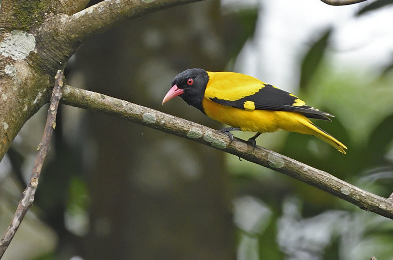 Black-Hooded Oriole