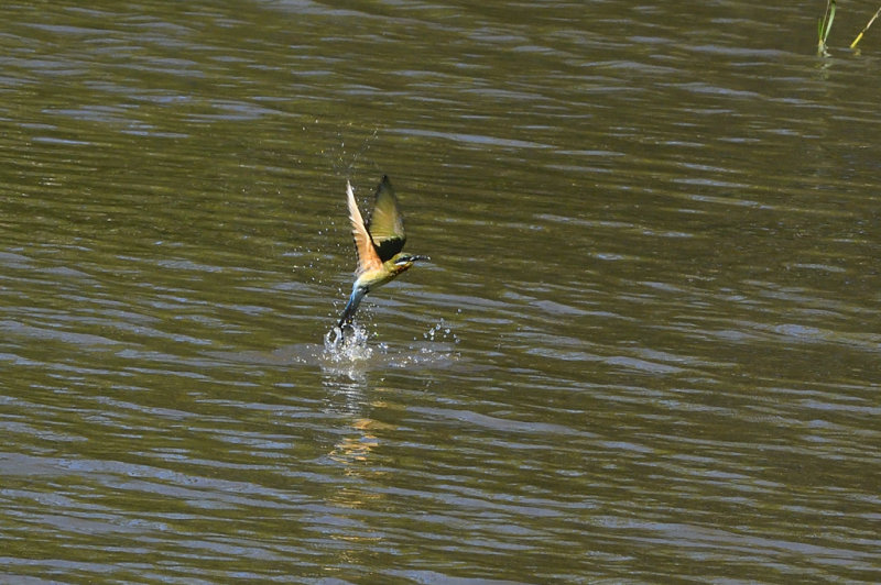 Blue Tailed Bee Eater