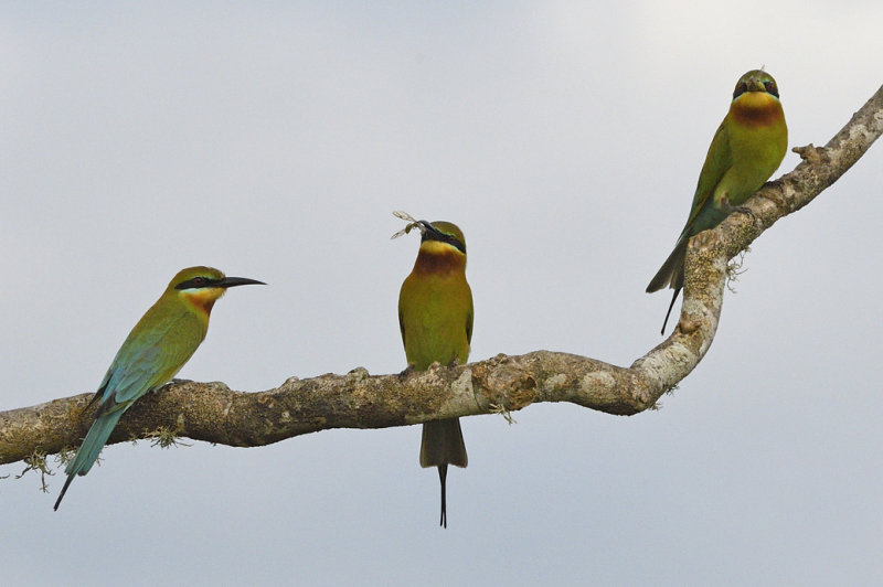 Blue Tailed Bee Eater
