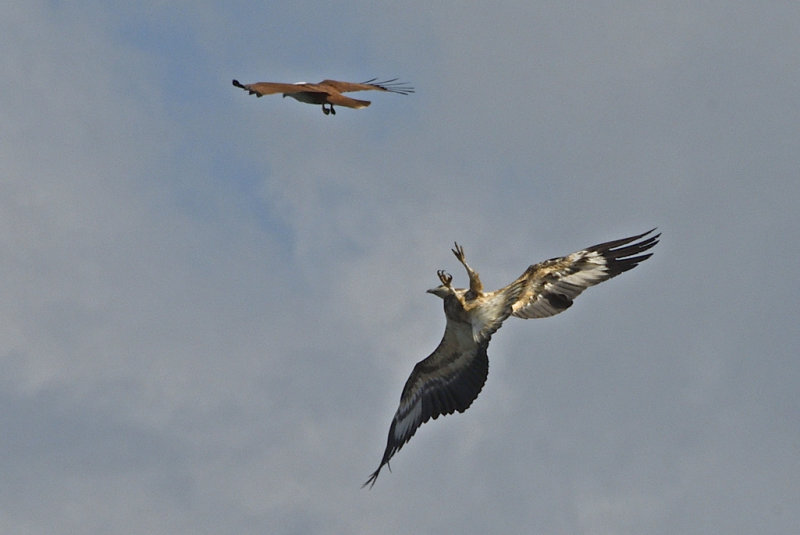 Brahminy Kite Vs Eagle