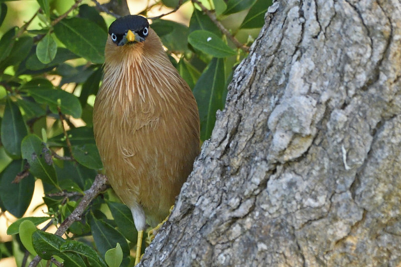 Brahminy Starling