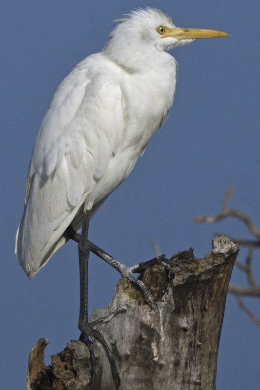 Cattle Egret