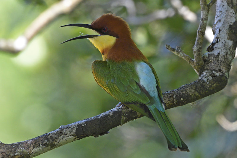 Chestnut Headed Bee Eater