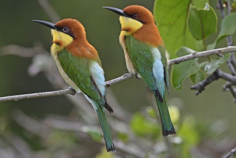 Chestnut Headed Bee Eater