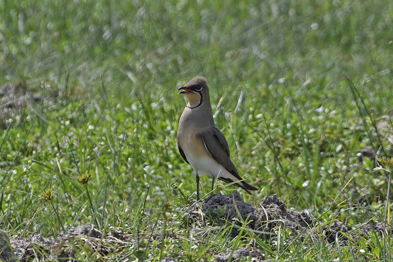 Collared Pratincole