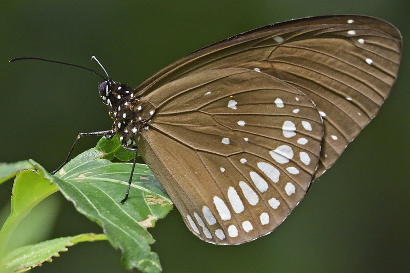 Common Crow Butterfly