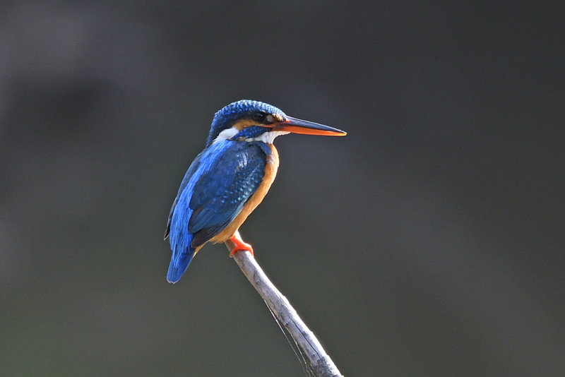 Common Kingfisher