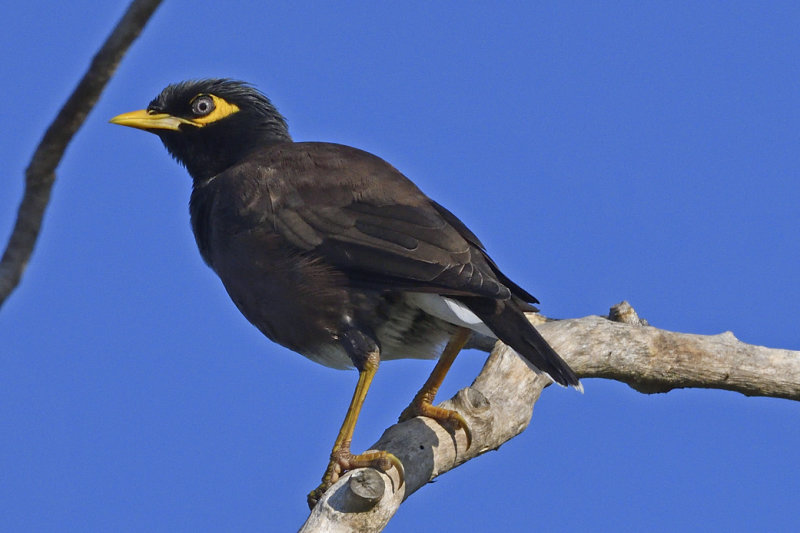 Common Myna