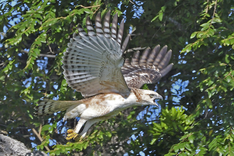 Crested Hawk Eagle