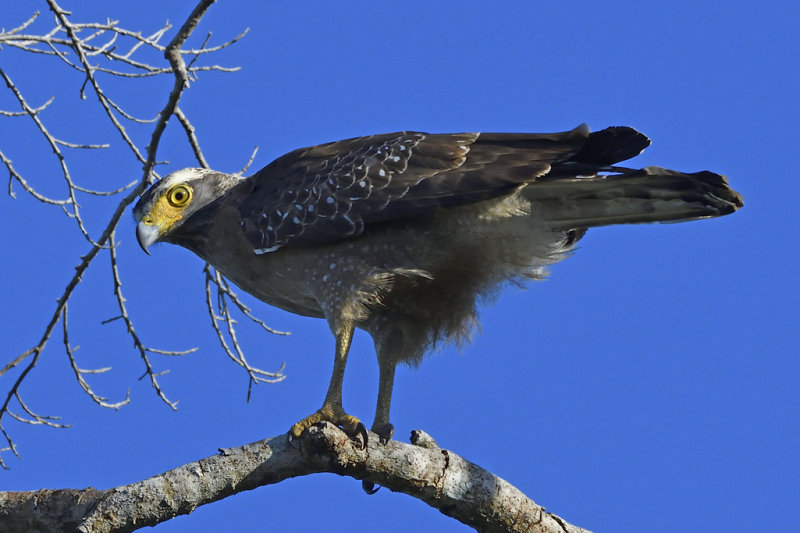 Crested Serpent Eagle