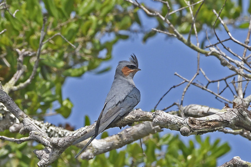 Crested Treeswift 