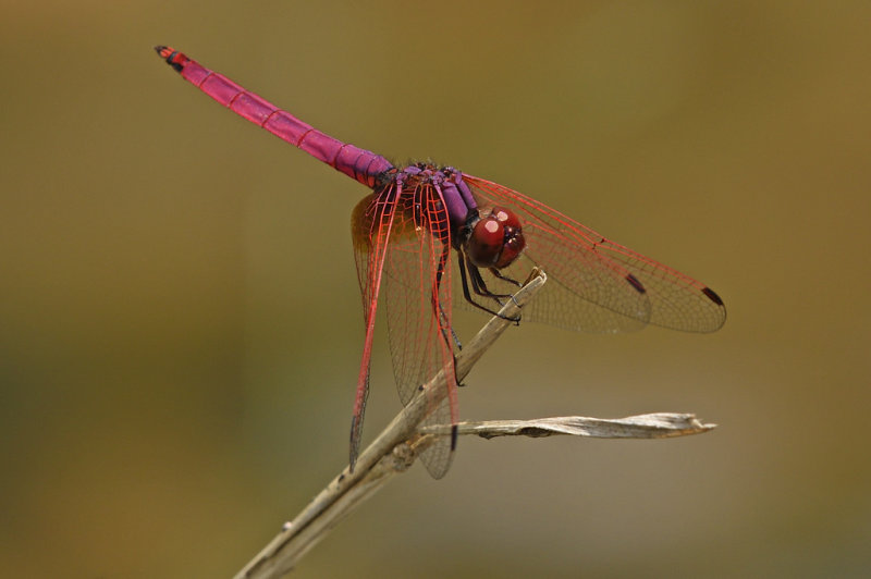 Crimson Dropwing