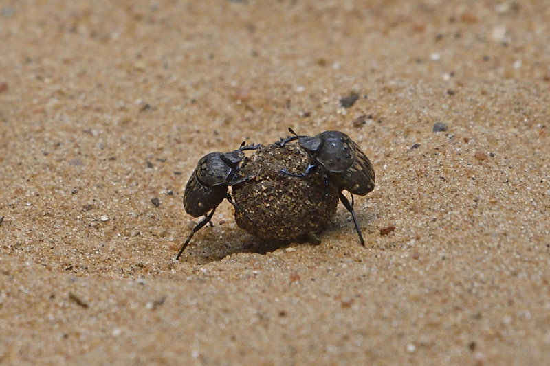 Dung Beetle