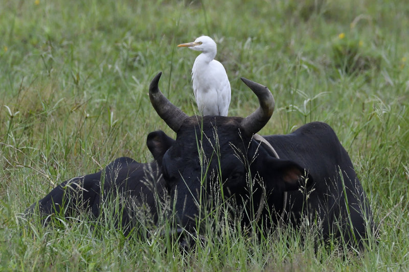 Egret and Water Buffalo