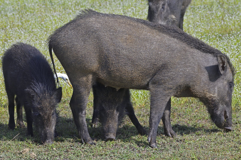 Eurasian Wild Pig