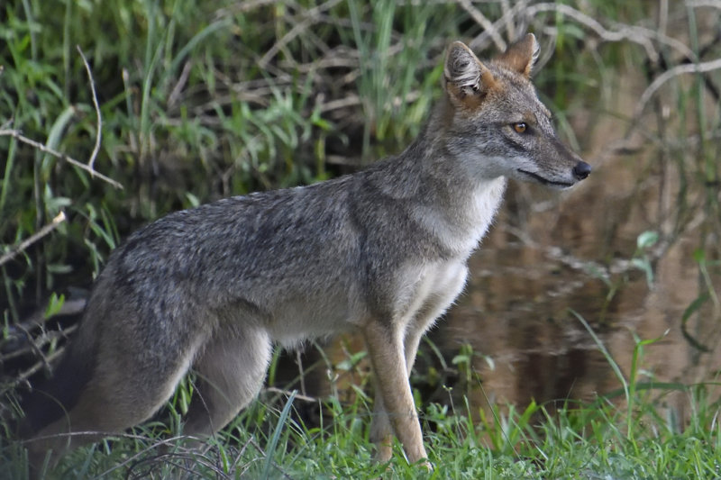 Golden Jackal