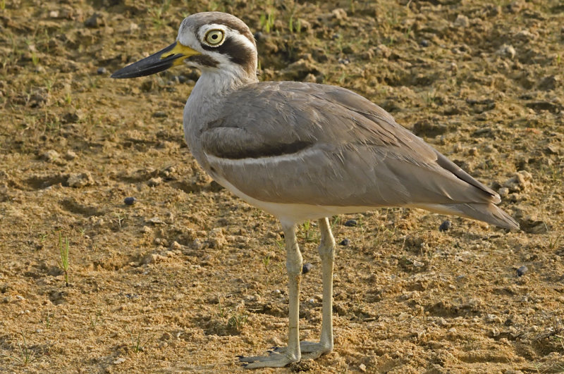 Great Thick Knee