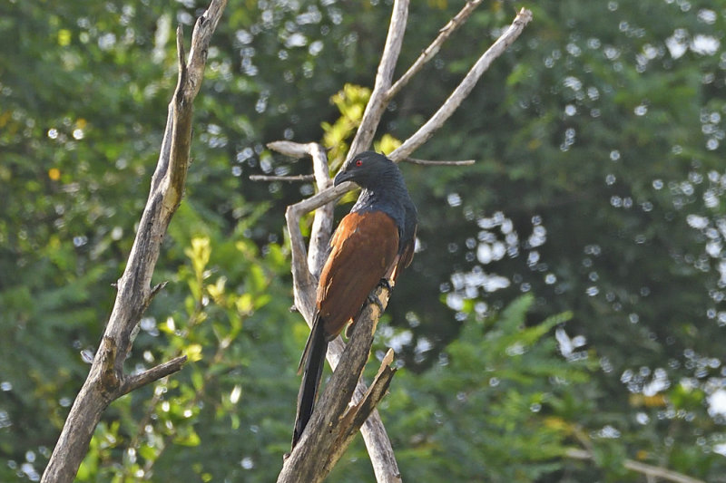 Greater Coucal