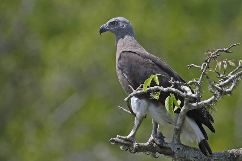 Grey Headed Fish Eagle