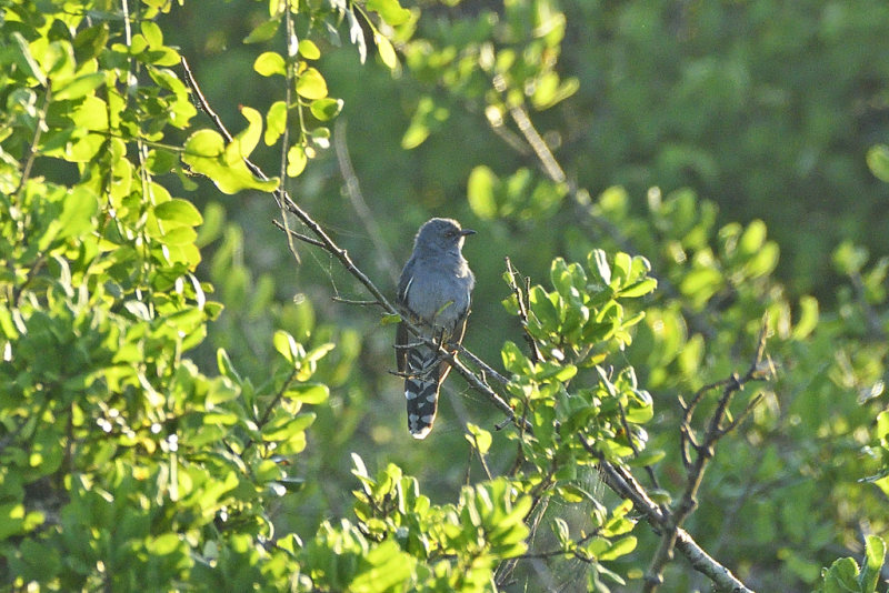 Grey-bellied Cuckoo