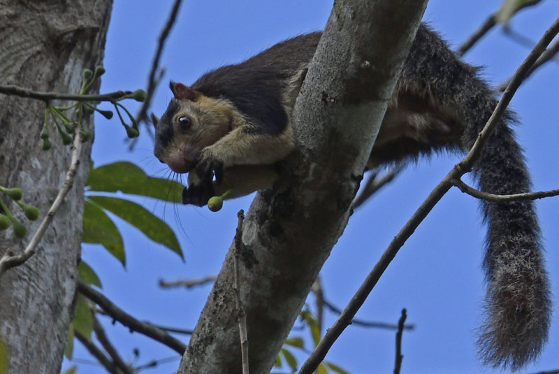 Grizzled Indian Squirrel