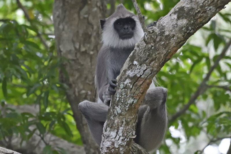 Hanumen Langur