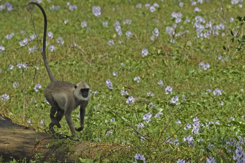 Hanumen Langur