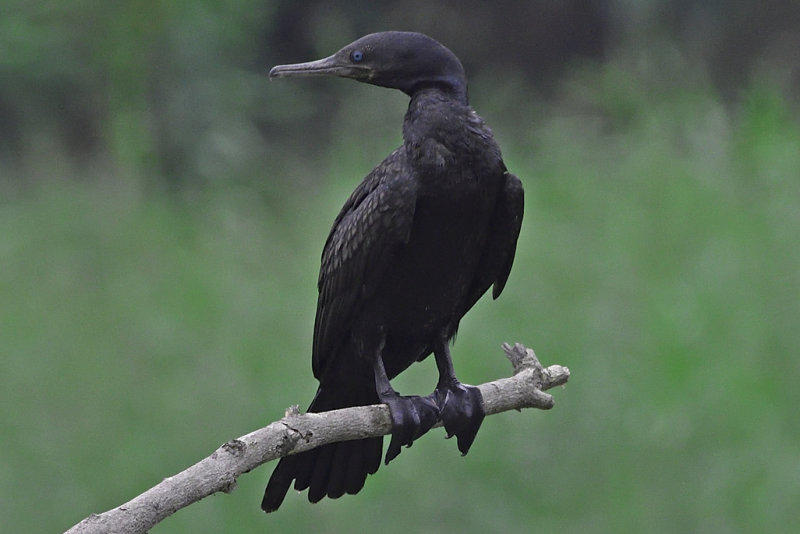 Indian Cormorant