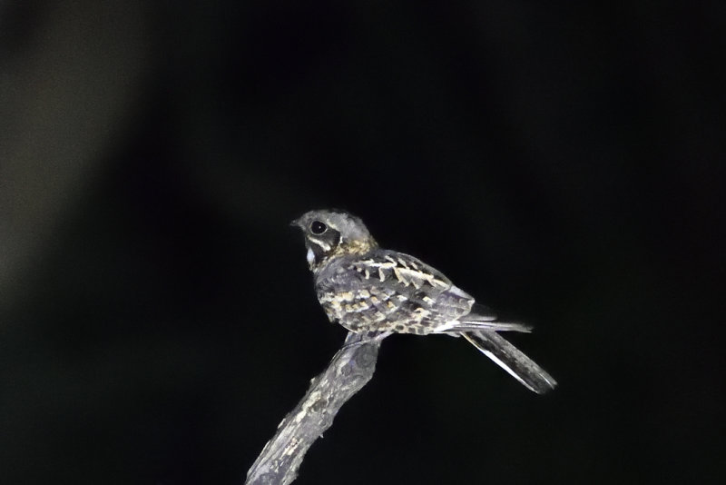 Indian Nightjar