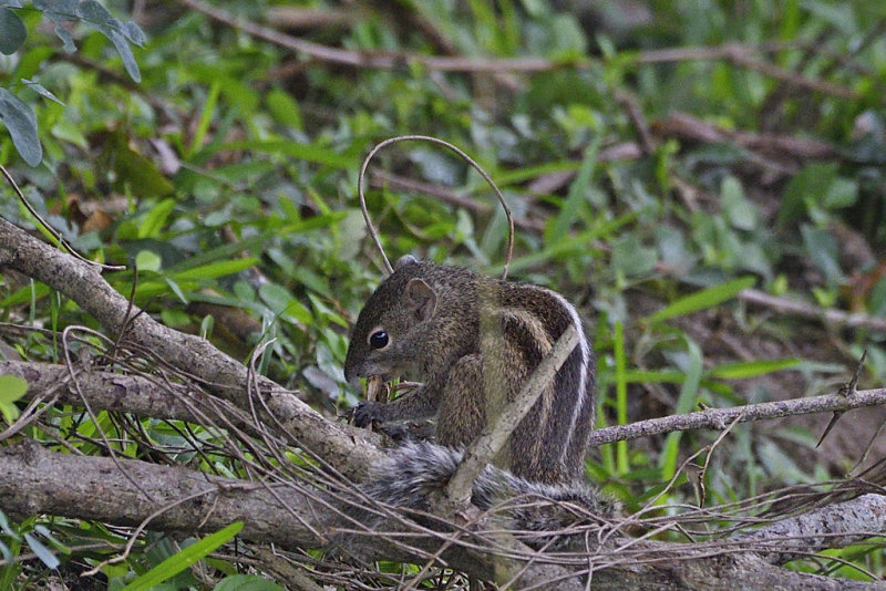 Indian Palm Squirrel