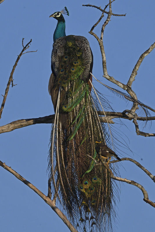 Indian Peafowl