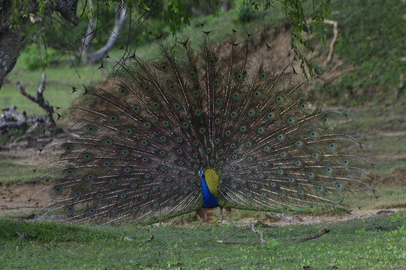 Indian Peafowl