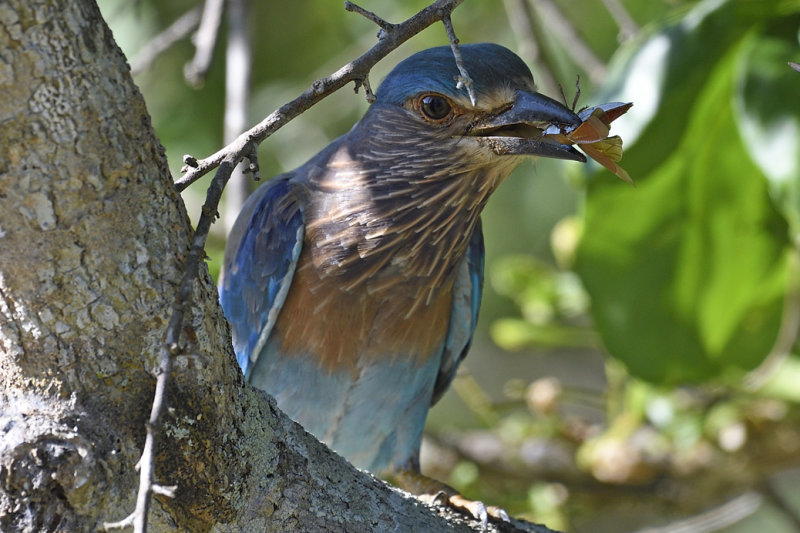 Indian Roller