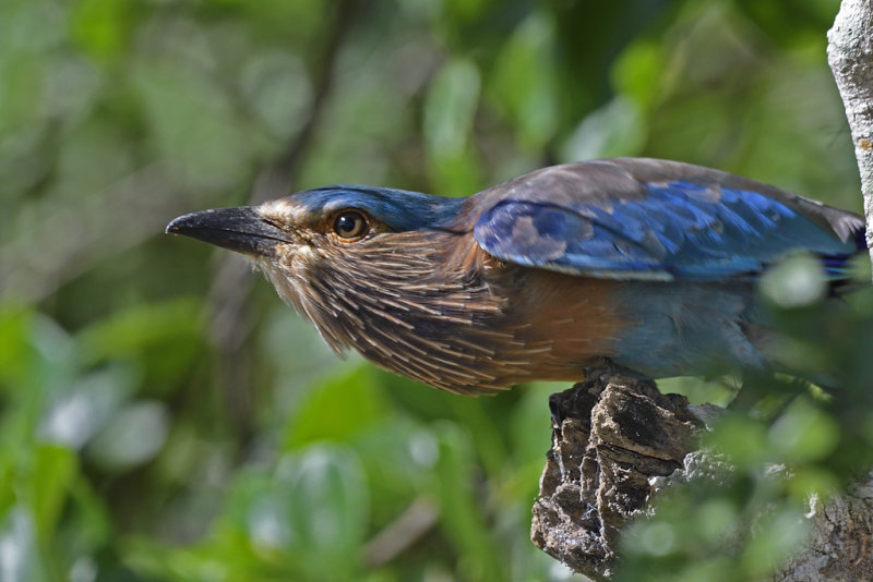 Indian Roller