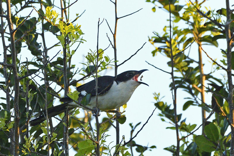 Jacobin Cuckoo