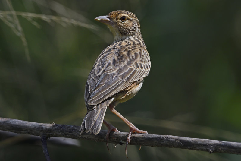 Jerdon's Bushlark